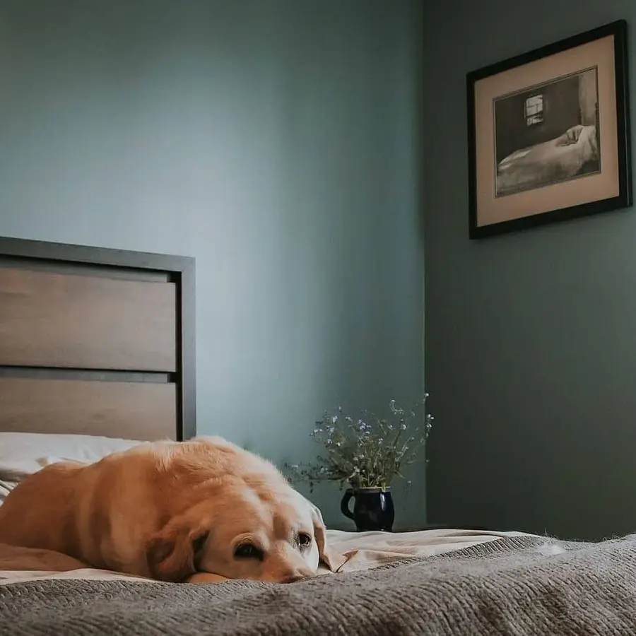 green bedroom with dog laying on the bed