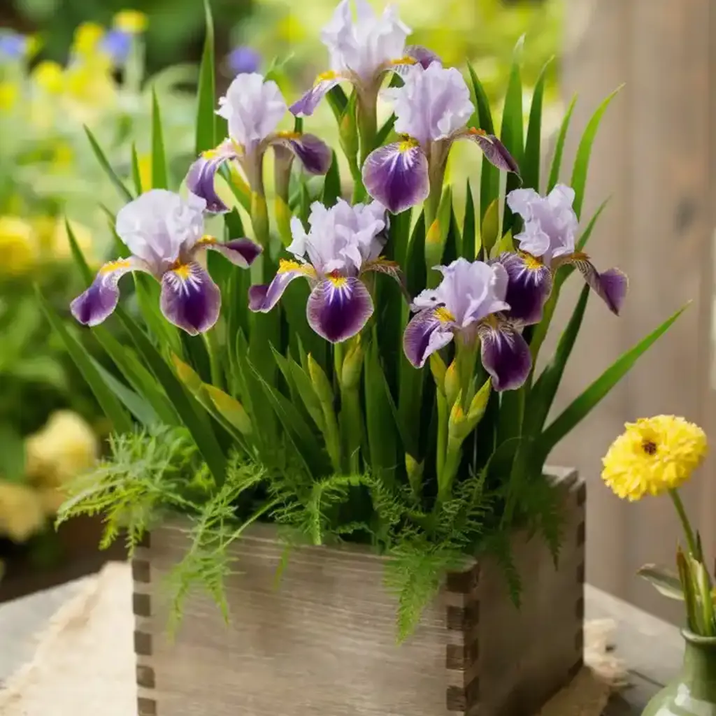 A vibrant arrangement of purple and white irises in a rustic wooden box, surrounded by lush greenery, set on a table with a yellow flower Spring Centerpiece Decoration